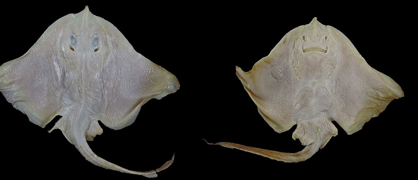 Rostroraja alba08.jpg